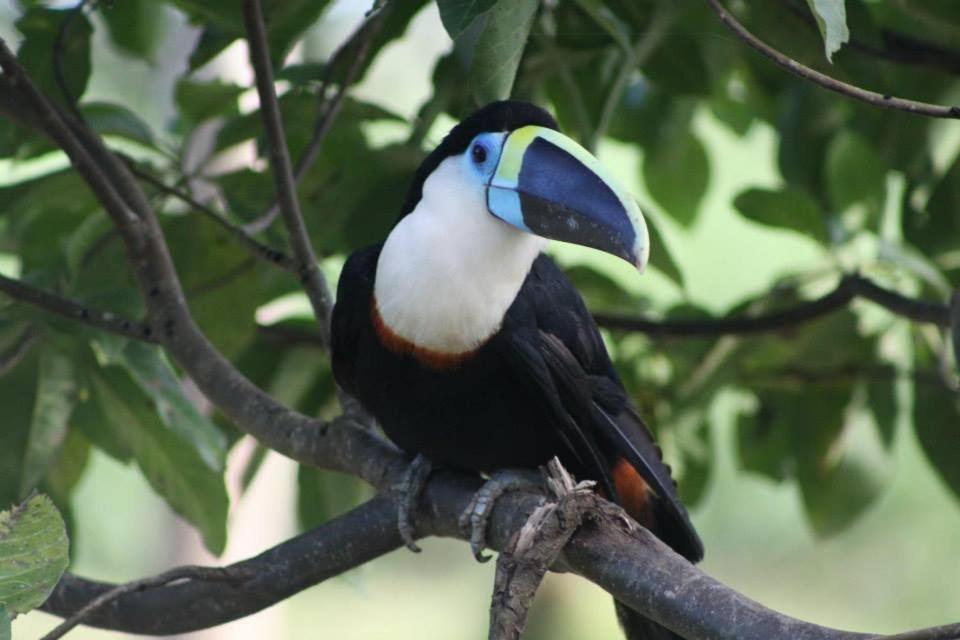 Jacamar Lodge Expeditions Ікітос Екстер'єр фото