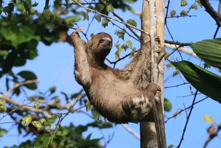 Jacamar Lodge Expeditions Ікітос Екстер'єр фото
